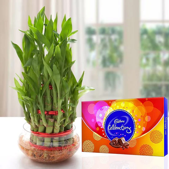 Lucky Bamboo n Celebrations