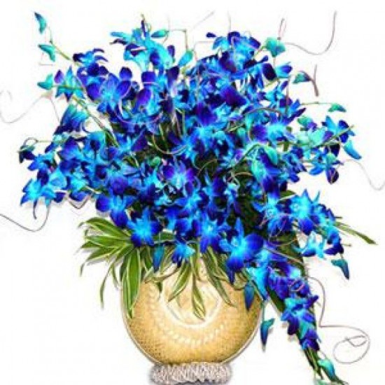 20 Orchids Arrangement 20 Orchids Arrangement